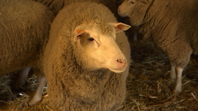 Moutons cherchent famille d'accueil