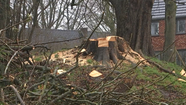 Héron: 4 arbres remarquables abattus sans autorisation! 