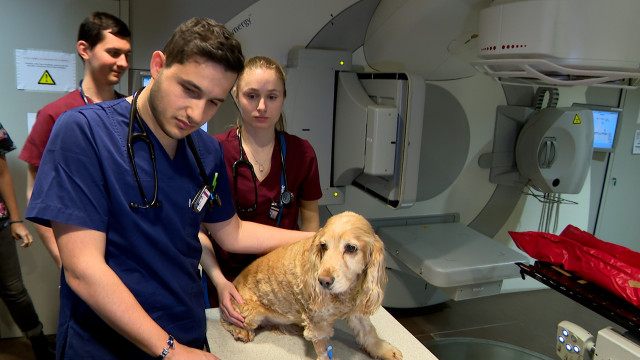 Unique à Liège: la radiothérapie et la dialyse pour les animaux et compagnie