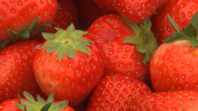 Une exploitation familiale de fraises à Seny