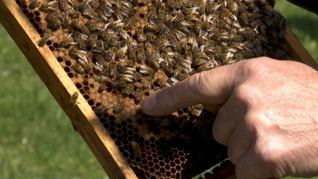 Wanze : Élevage de la Reine des abeilles