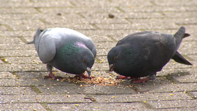  Seraing: nourriture contraceptive pour les pigeons 