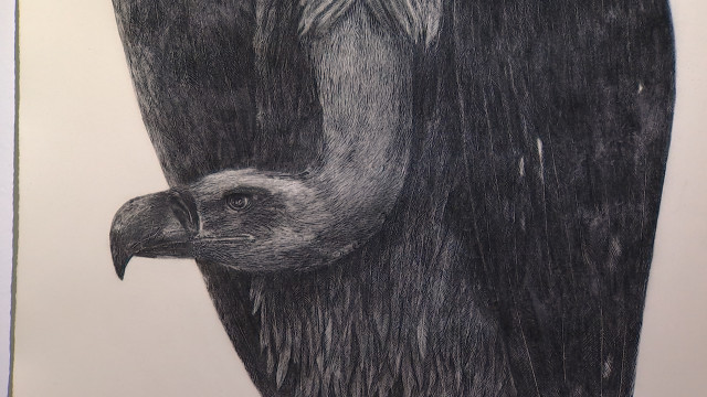 "Urubu" : les vautours, mais aussi les ours, de Michaël Dans à l'Espace 251 Nord 