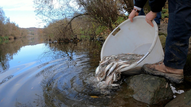 1 tonne de poissons lâchée dans la Meuse