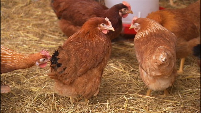 Grippe aviaire : levée partielle des mesures de confinement