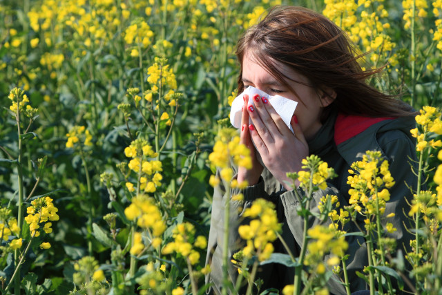 Début de la saison des pollens des graminées : un Belge sur six concerné 