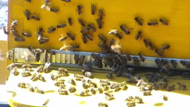 Seraing : le miel des ruches communales offert aux Sérésiens 