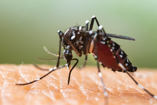 Sciensano calls on residents to “hunt” the tiger mosquito