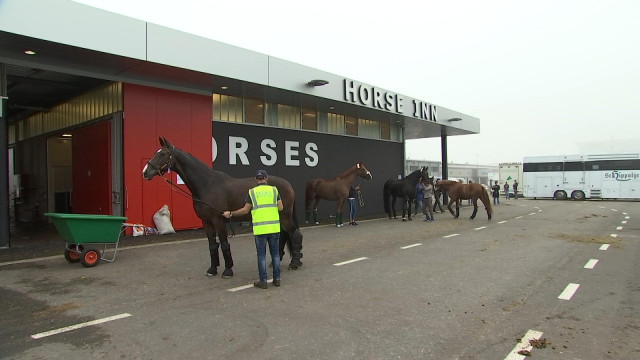 500 chevaux de haut niveau en transit à Liège Airport 