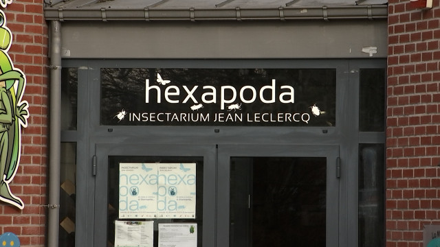 6 millions d'insectes rapatriés au musée Hexapoda de Waremme