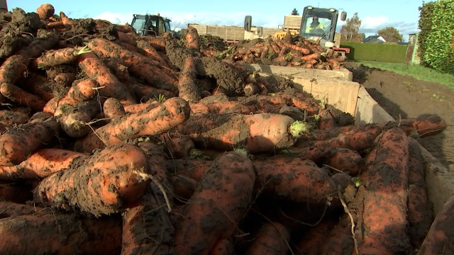 Awans: quand la pluie joue les trouble-fêtes pour les cultivateurs de carottes