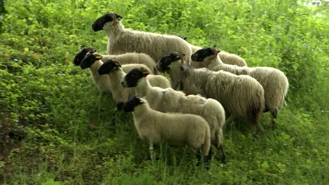 Cointe: le retour des moutons en éco-pâturage