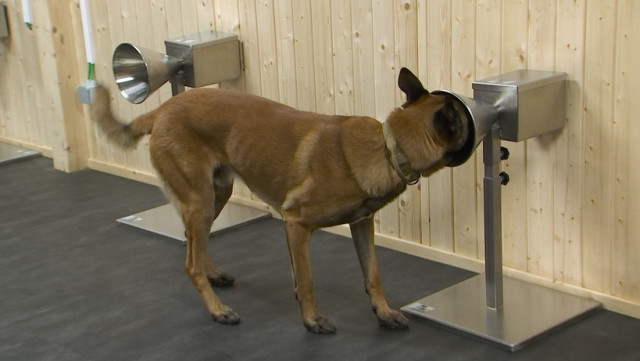 Des chiens capables de détecter la COVID-19