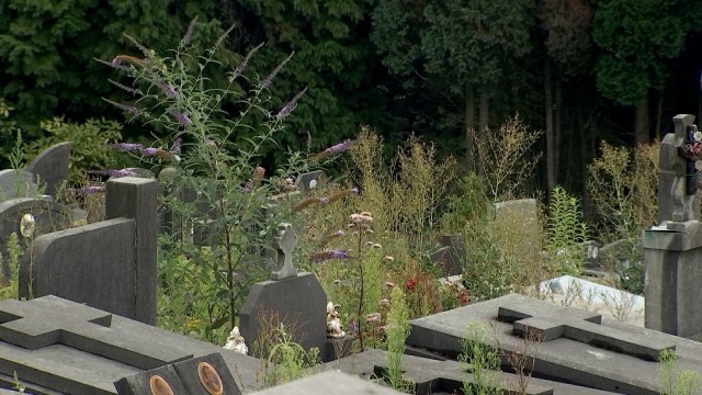 Des cimetières plus verts sur la Ville de Liège