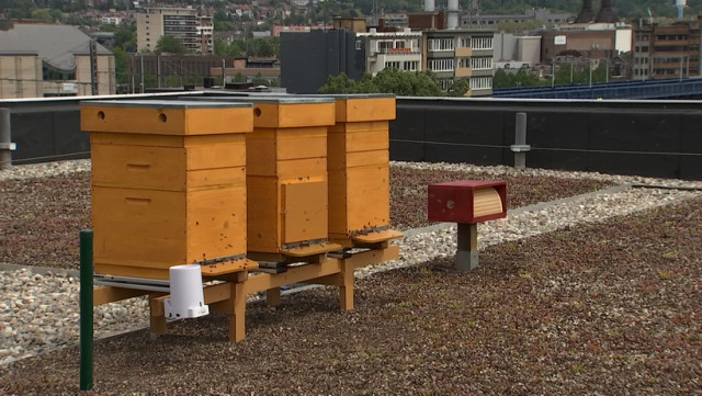 Des ruchers urbains connectés sur les toits !
