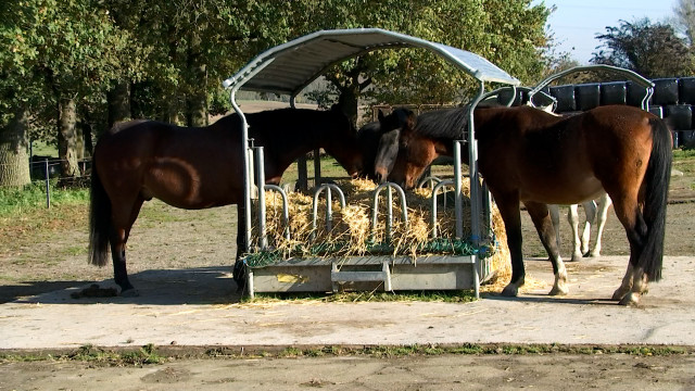 Ellemelle: Une écurie active pour le bien-être des chevaux 