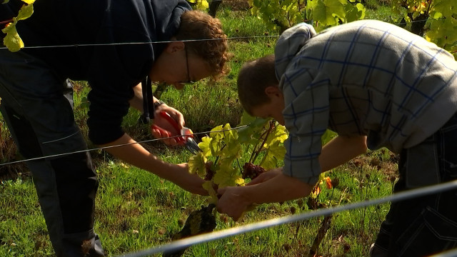 Flémalle : 1ere vendange dans le vignoble didactique