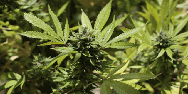 Geer : un incendie permet la découverte de 3000 plants de cannabis