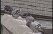 Braives: chasse aux pigeons