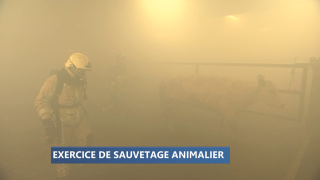 Liège: des pompiers s'entraînent au sauvetage animalier 