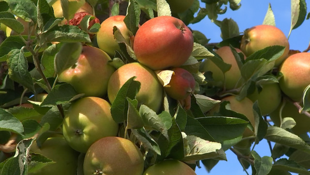 Maturité précoce pour les pommes à cause des fortes chaleurs 