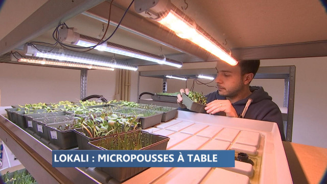 Lokali, la première ferme urbaine de micropousses liégeoise 