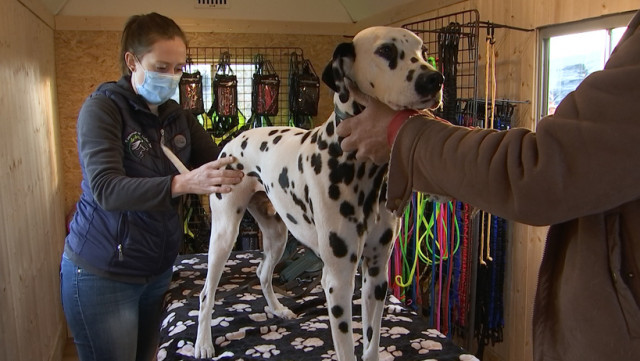 Service ostéopathique canin dans une roulotte aménagée pour la vente d'accessoires canins