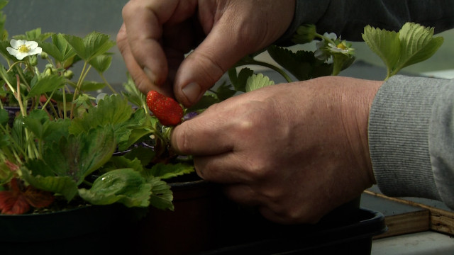 Soumagne : un passionné cultive 100 variétés de fraisiers