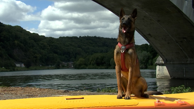 Trucs de Wouf: Le cani paddle