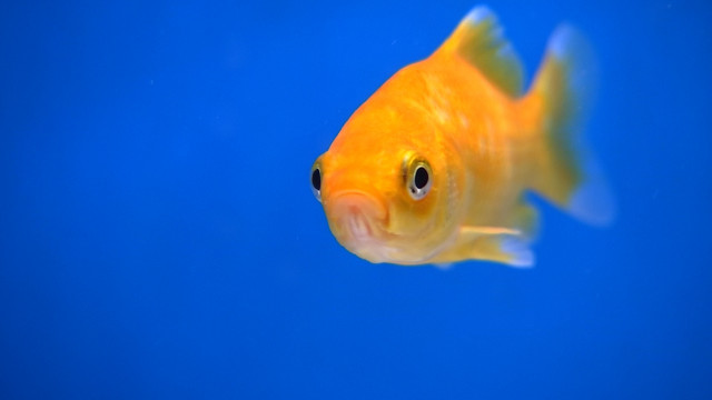 Un permis obligatoire pour acquérir un poisson rouge, incompréhensible selon les vendeurs