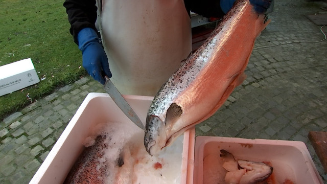 Un saumon artisanal pour le réveillon 