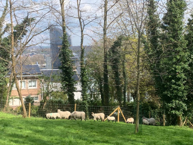 Un troupeau de moutons en éco-pâturage à Cointe
